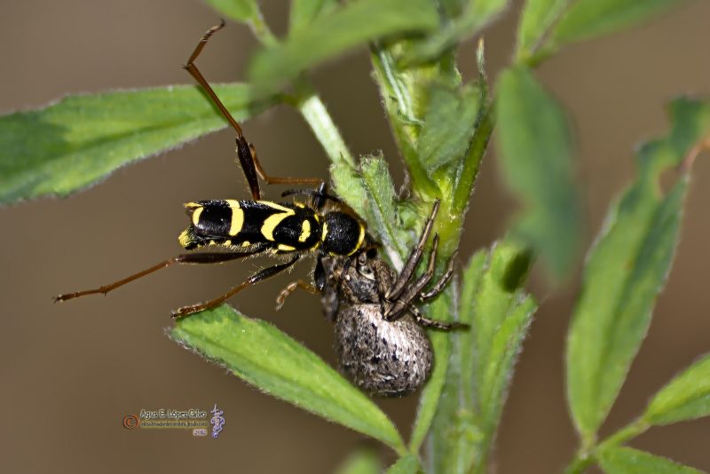 Arana cazando un escarabajo avispa.jpg